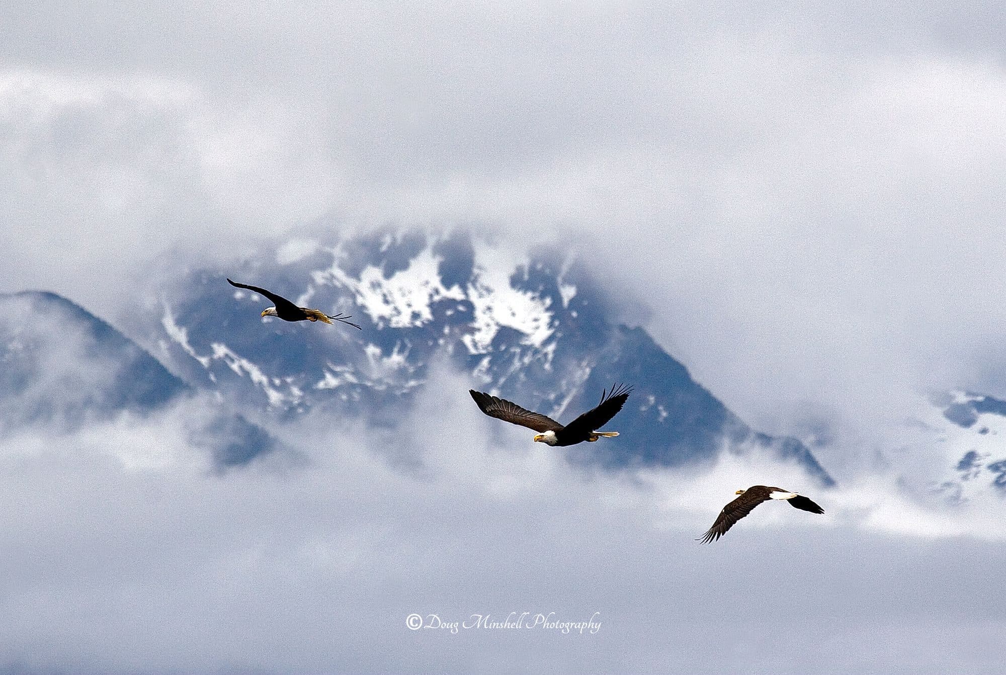 Eagles Over Alaska